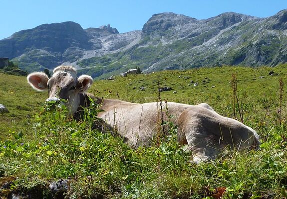 Eine Liegende Kuh im Gras