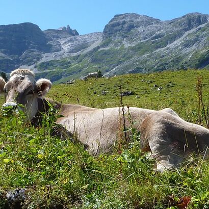 Eine Liegende Kuh im Gras