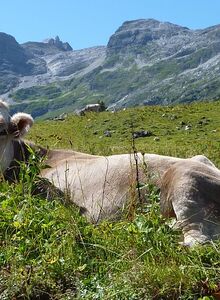 A cow enjoying life