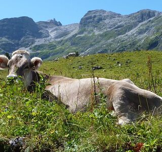 Eine Liegende Kuh im Gras